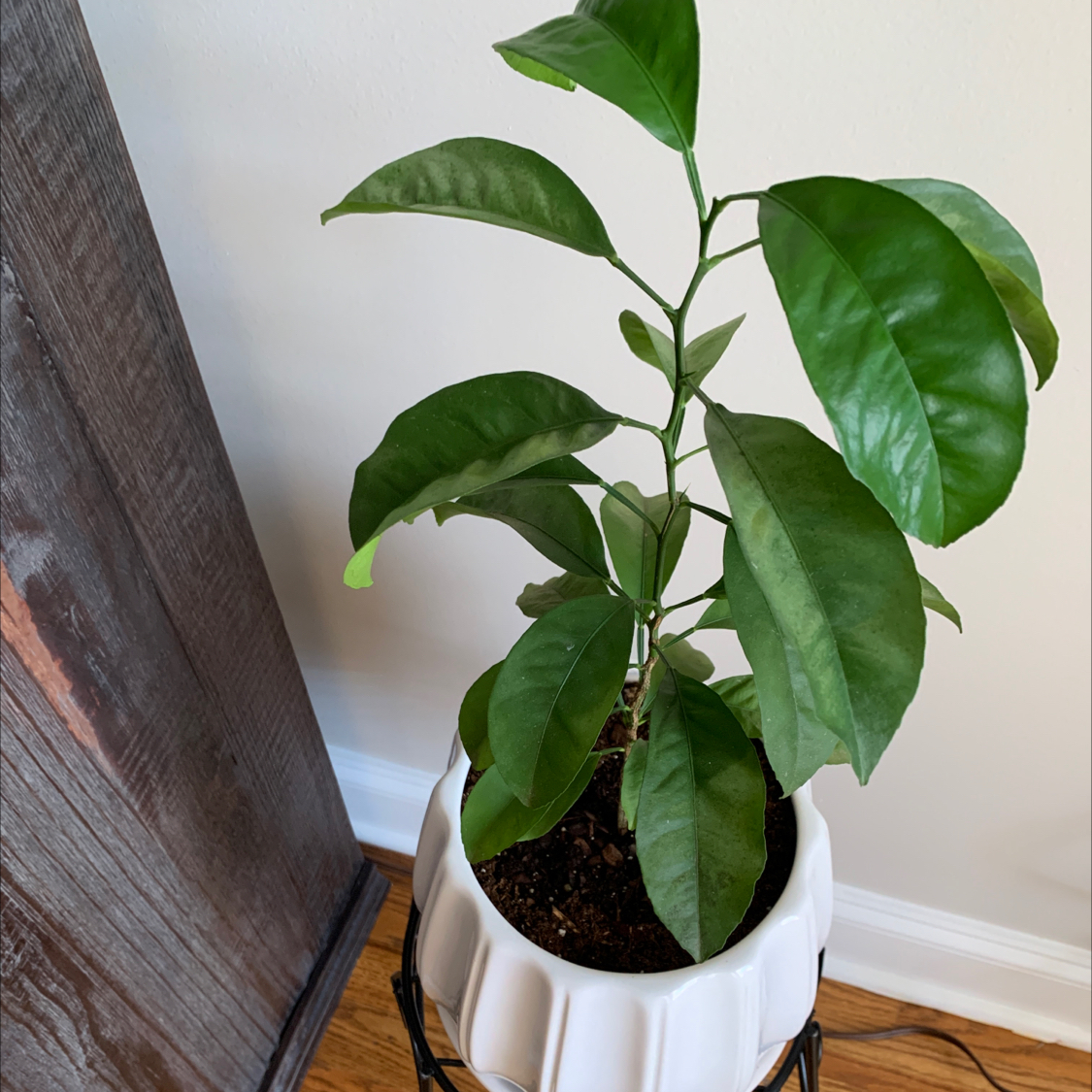 Meyer Lemon Tree plant photo by Mimi named Lemon on Greg, the plant care app.