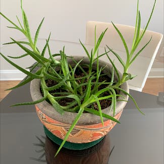 Aloe Vera plant in Smyrna, Georgia