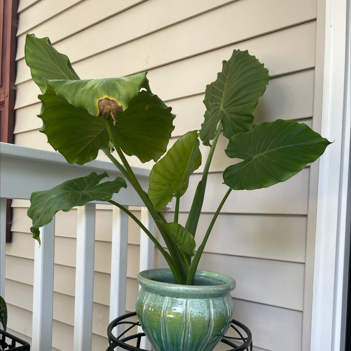 Photo of the plant species Night-Scented Lily by @pollyanna_ish named Calliope on Greg, the plant care app