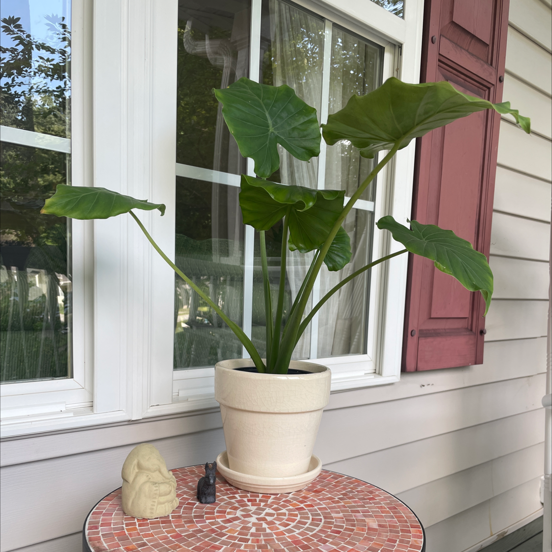 Photo of the plant species Night-Scented Lily by @pollyanna_ish named Maia on Greg, the plant care app