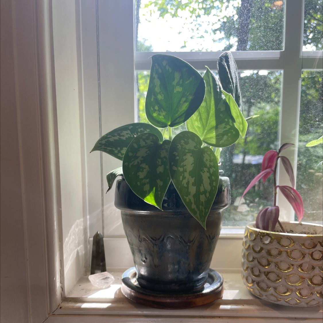 Photo of the plant species Silver Satin Pothos by @pollyanna_ish named Lilith on Greg, the plant care app