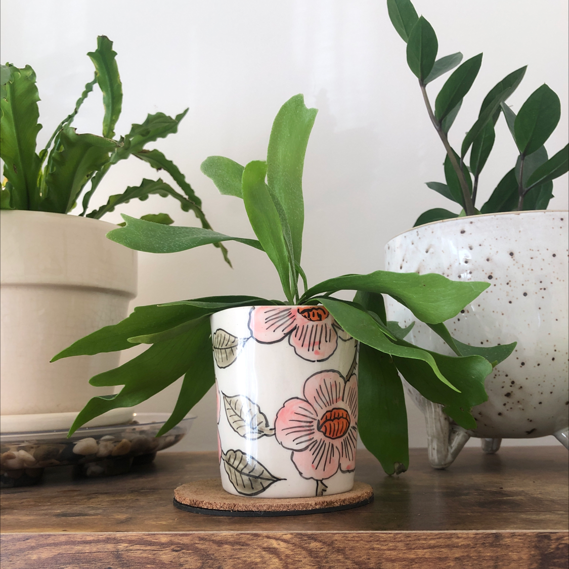Elkhorn Fern in a decorative pot on a wooden surface with two other plants in the background.
