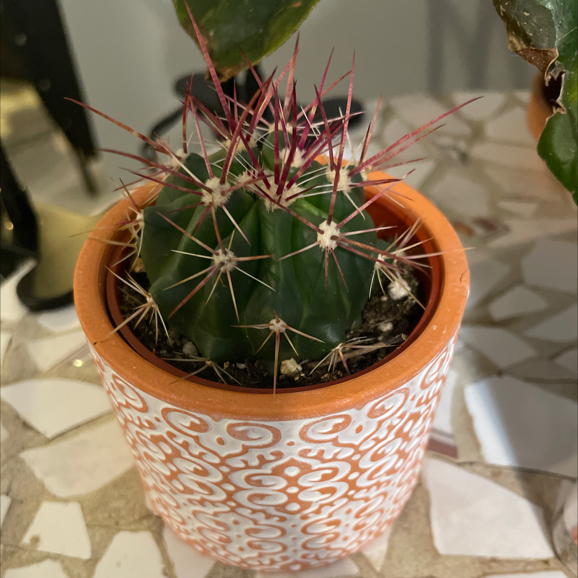 Fire Barrel Cactus in a decorative pot with prominent spines, appears healthy.