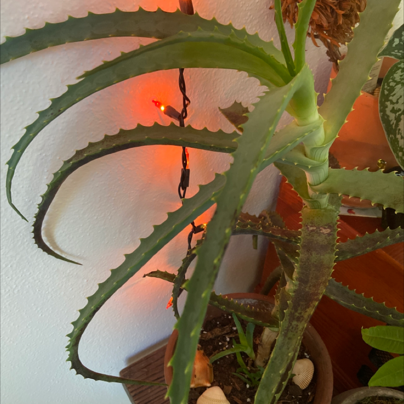 Candelabra Aloe plant with some browning leaves in a pot, soil visible.