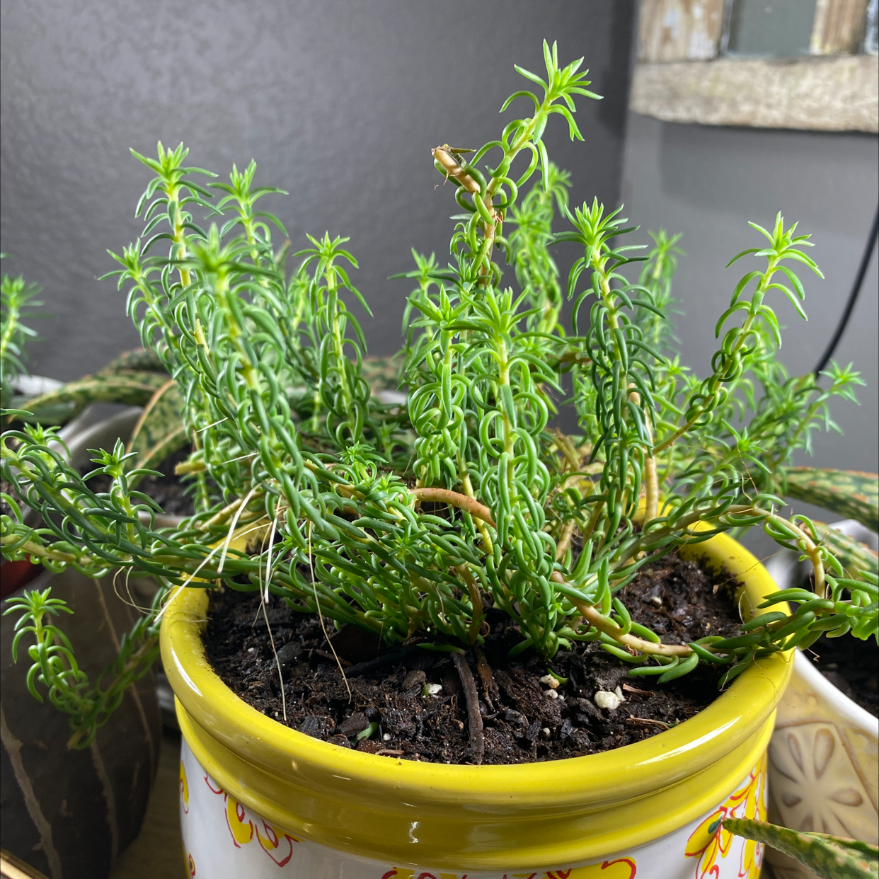 Potted Annual Stonecrop plant with thin, green, succulent leaves in a well-lit indoor environment.