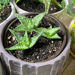 Aloe 'Lavender Star' plant