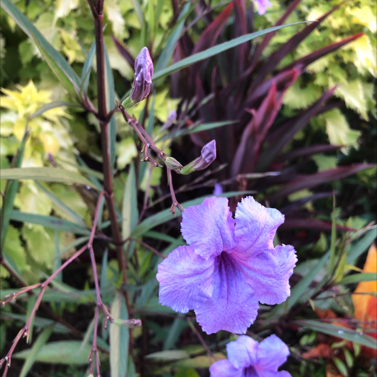 Image of a healthy Mexican Bluebell plant with purple flowers.