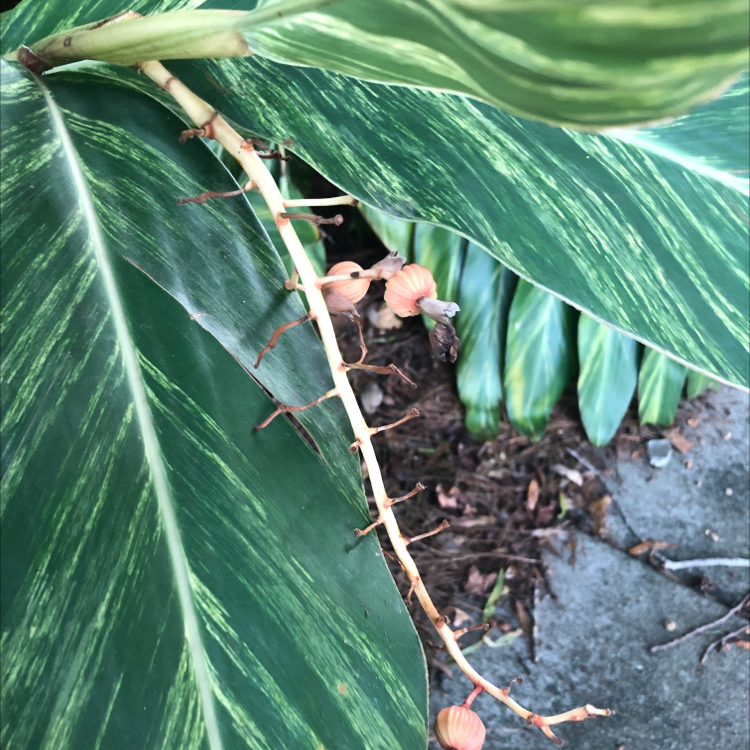 Variegated Shell Ginger plant with large, variegated leaves and no visible soil.
