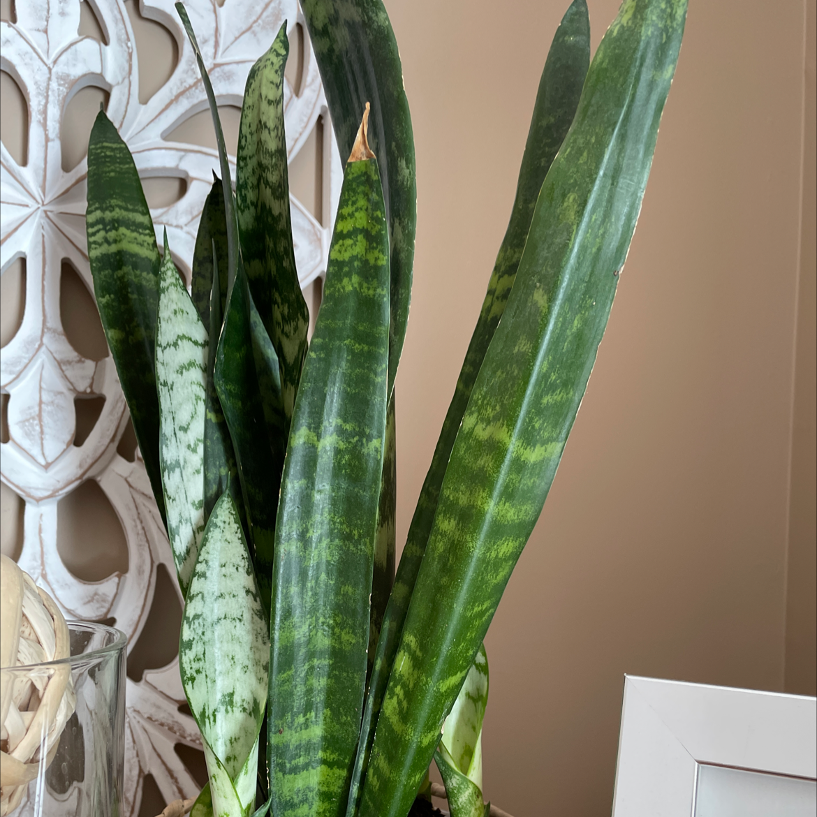 Snake Plant plant photo by Carla named Snake on Greg, the plant care app.
