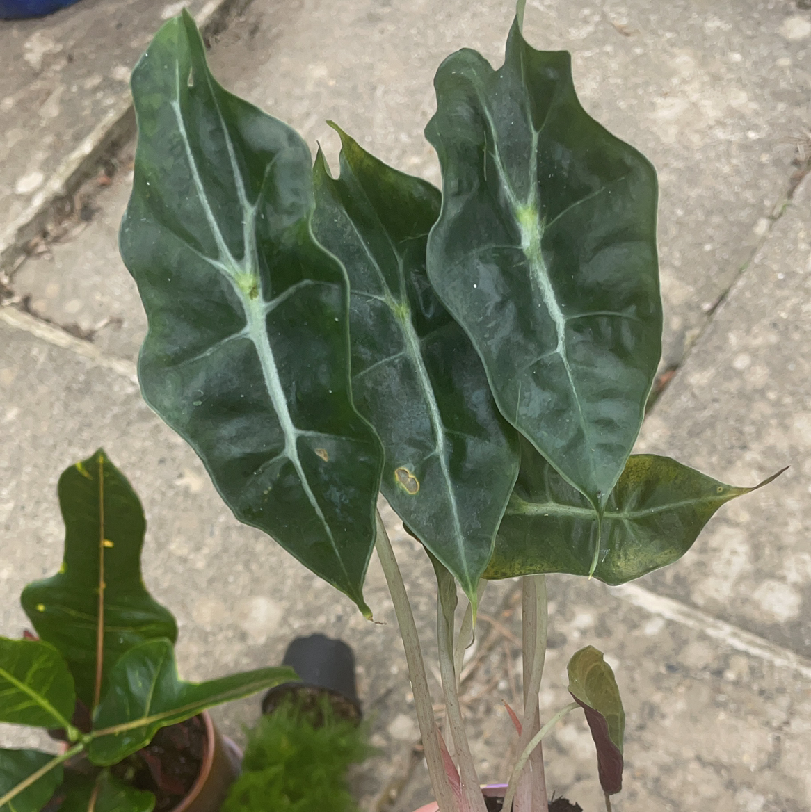 Kris Plant with dark green leaves, minor yellowing and browning, soil visible.