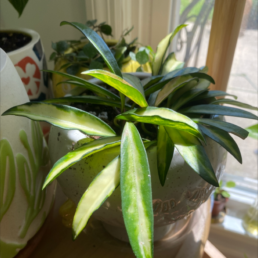 Variegated Hoya kentiana plant in a pot with vibrant green and yellow leaves.