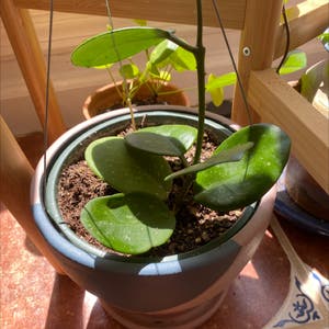 Hoya obovata plant photo by @Kugglag named hoya obovata on Greg, the plant care app.