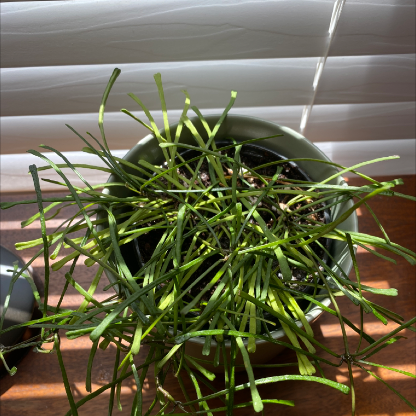 Grass-leaved Hoya plant photo by @Kugglag named hoya retusa on Greg, the plant care app.