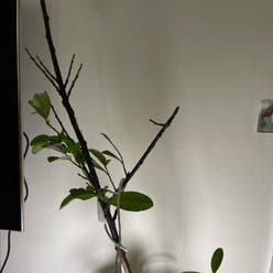 Morella cerifera plant