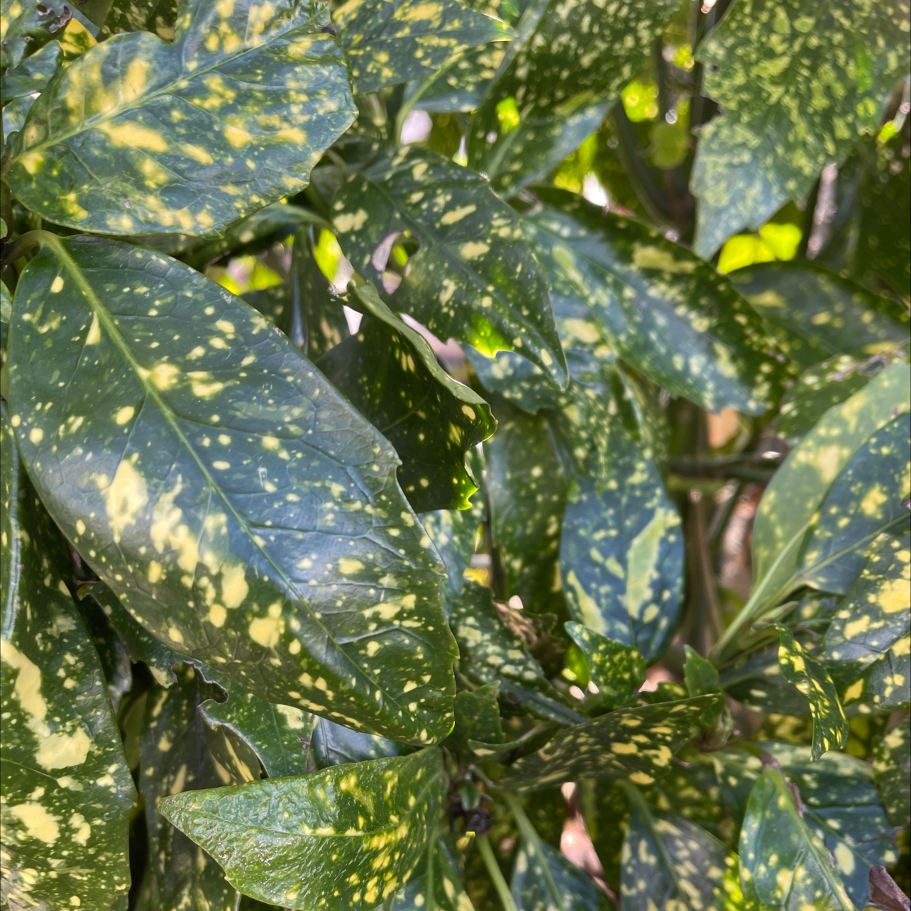 Close-up of healthy Aucuba japonica shrub leaves with spotted gold and green variegation. No signs of disease or discoloration.