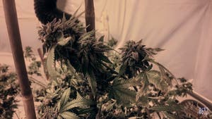 Marijuana plant photo by Tanny named Your plant on Greg, the plant care app.