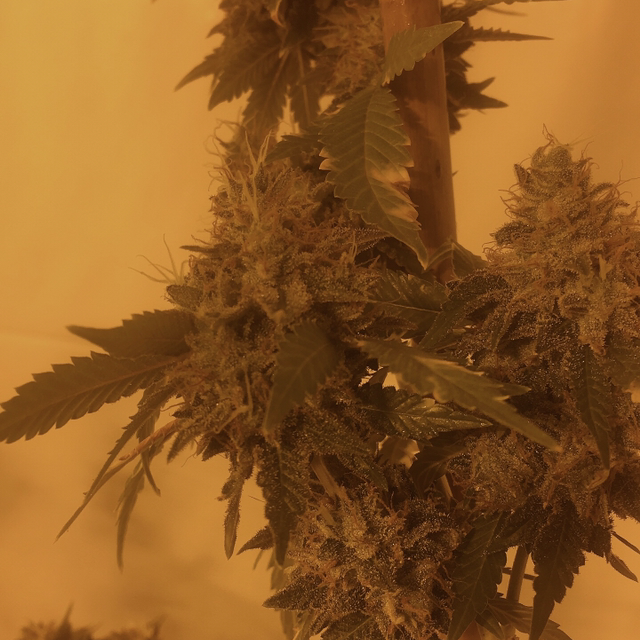 Photo of the plant species Alfalfa by Tanny named Rihanna on Greg, the plant care app