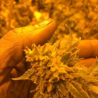 Marijuana plant in Somewhere on Earth