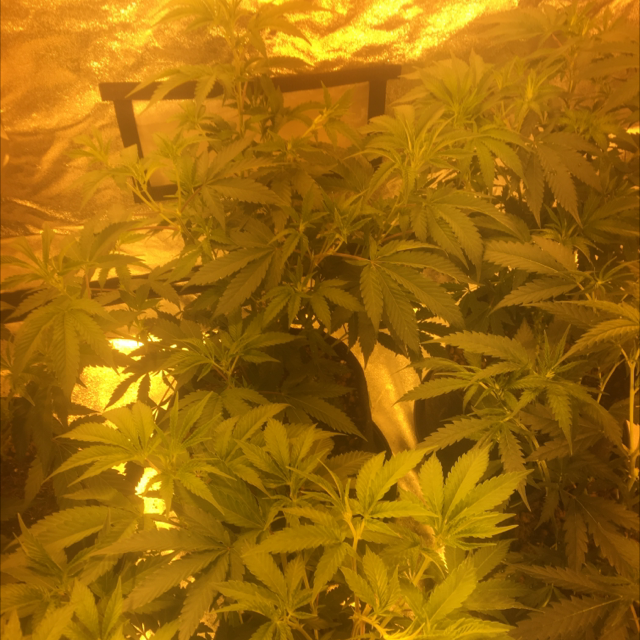 Marijuana plant photo by Tanny named Fernie Mac on Greg, the plant care app.