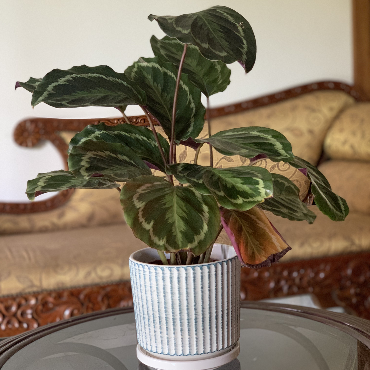 Calathea 'Medallion' plant in a decorative pot with variegated leaves, some showing browning.