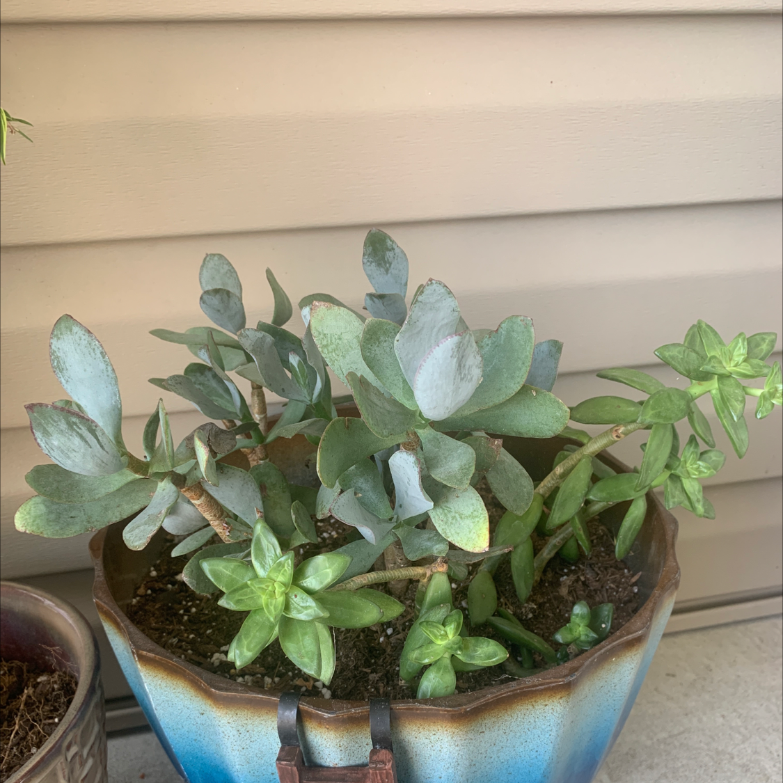 A healthy potted succulent plant with thick, fleshy leaves. Soil is visible.