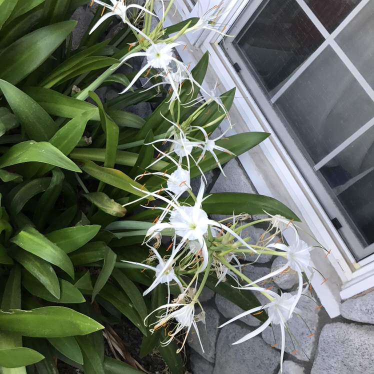 Beach Spiderlily plant with white flowers and green leaves near a window.