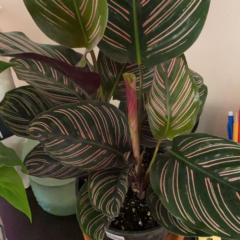 Pinstripe Calathea plant photo by Emma named Calathea Ornada on Greg, the plant care app.
