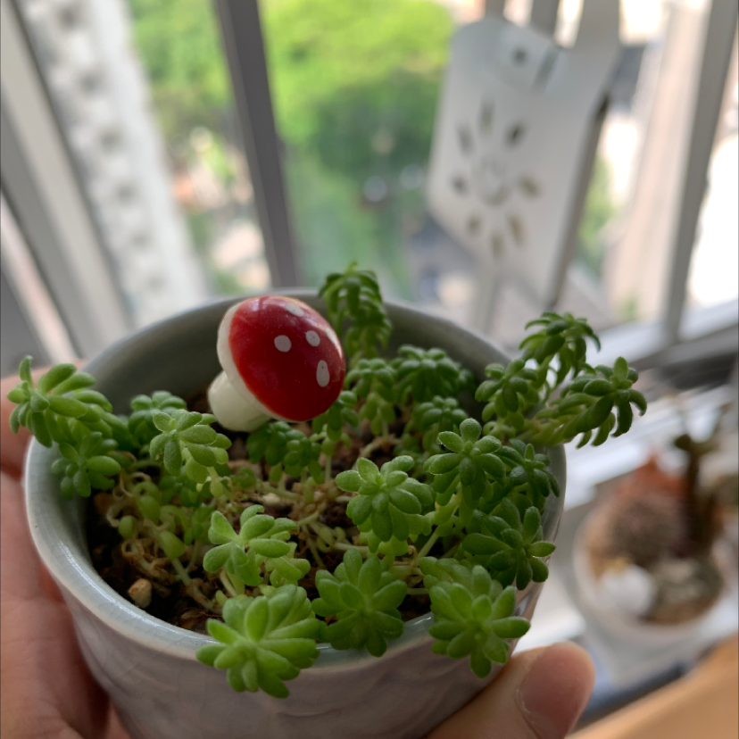 Potted Tasteless Stonecrop plant with a decorative mushroom, held by a hand.