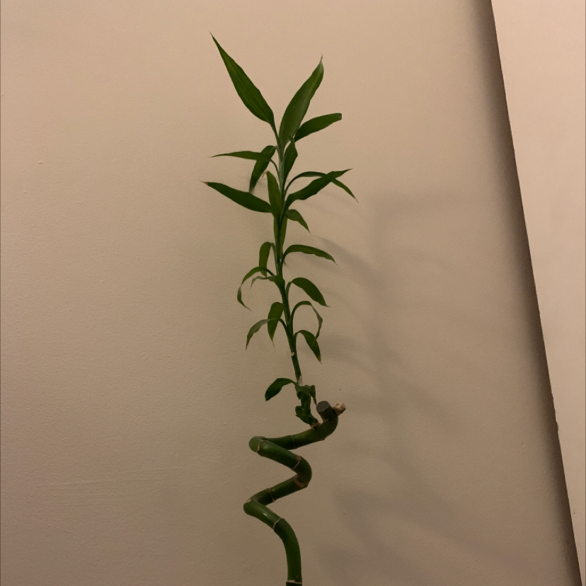 Lucky Bamboo plant photo by Anita named Athena on Greg, the plant care app.