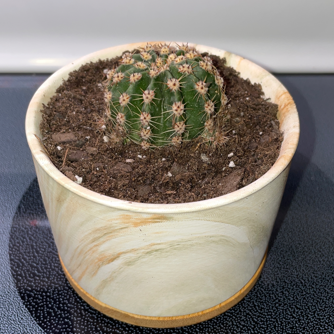 Photo of the plant species Echinopsis eyriesii by @Keb22500 named Goldie on Greg, the plant care app