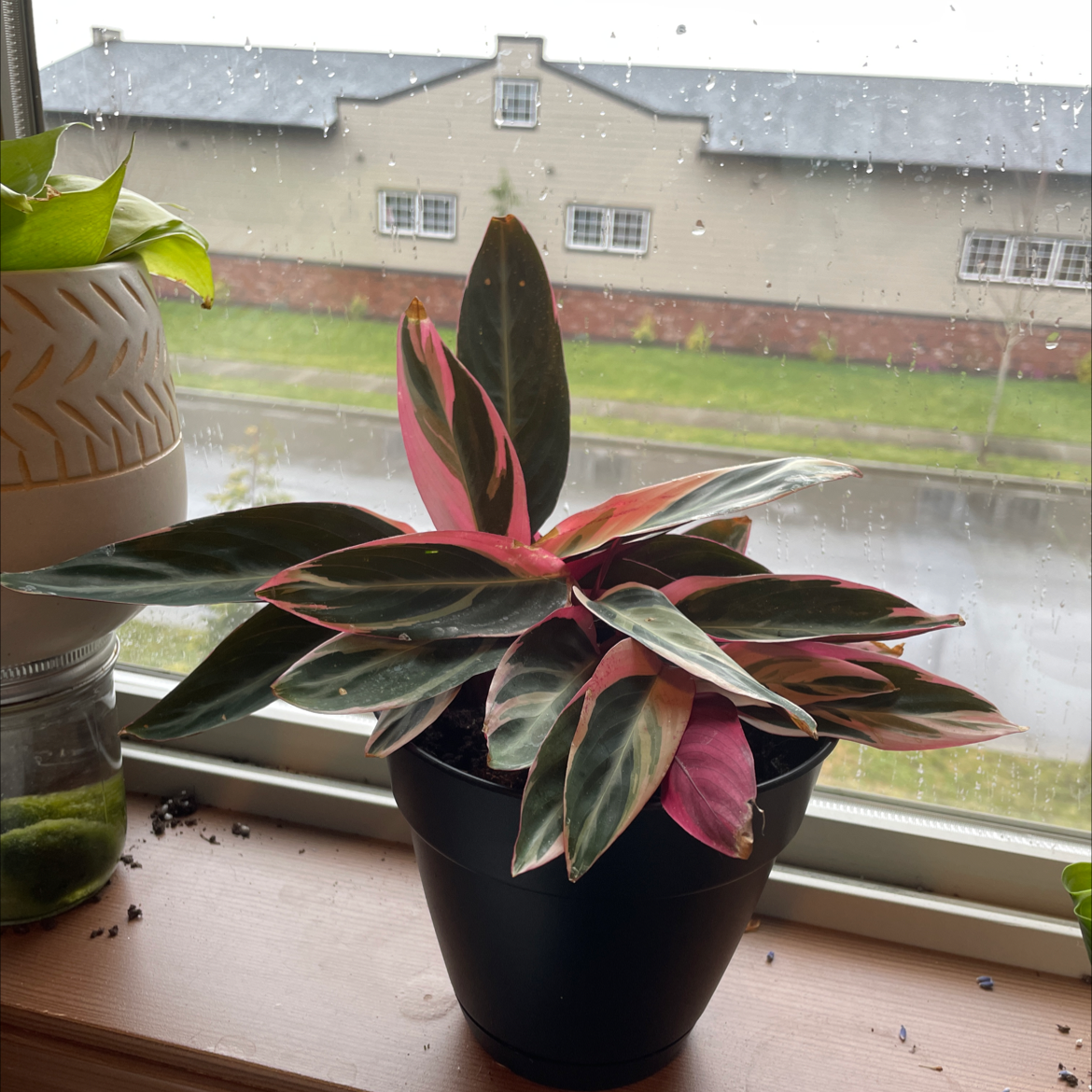 Never Never Plant in a black pot on a windowsill with variegated leaves in green, white, and pink.
