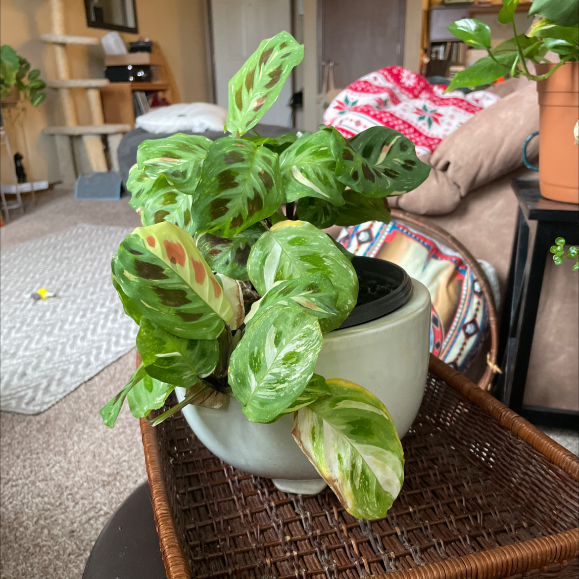 Variegated Prayer Plant in a white pot with some leaves showing browning and yellowing.