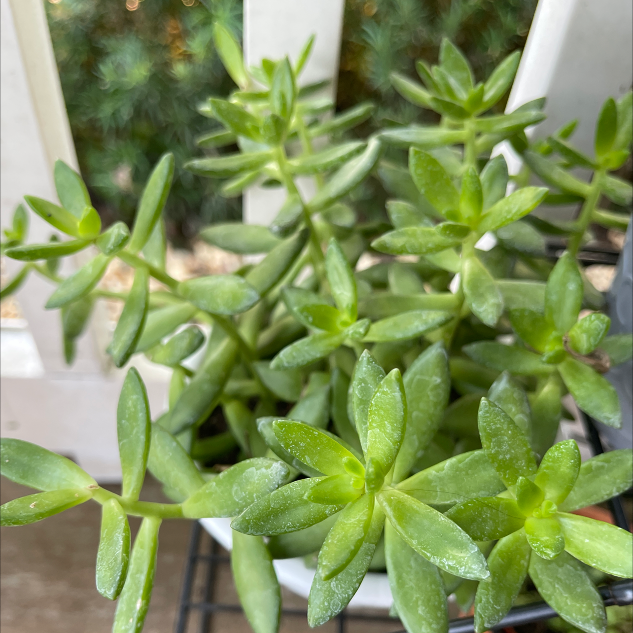 Photo of the plant species Stringy Stonecrop by Noreen named Amber on Greg, the plant care app