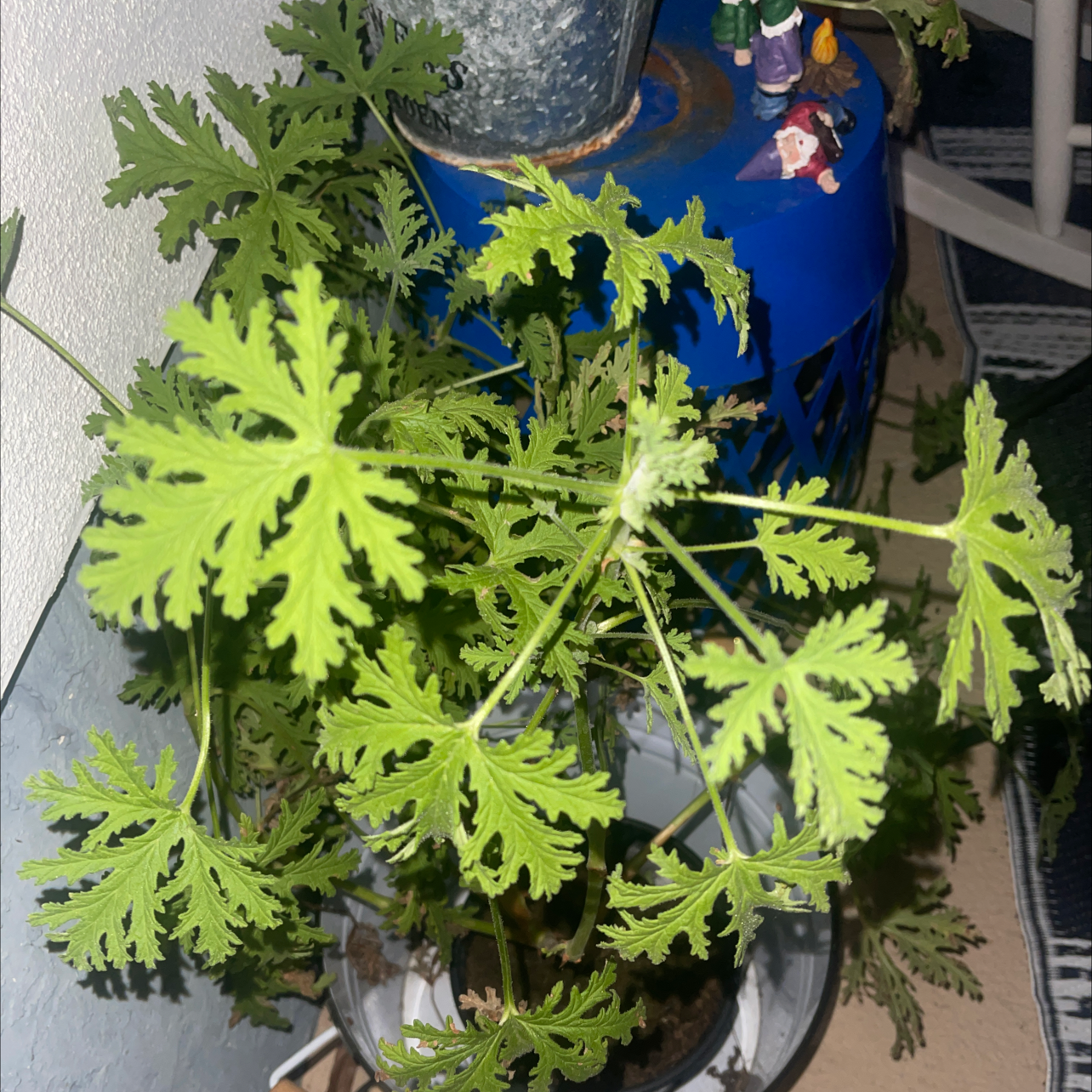 Photo of the plant species Citronella (anti-mosquito plant) by Jerry named Wall-E on Greg, the plant care app