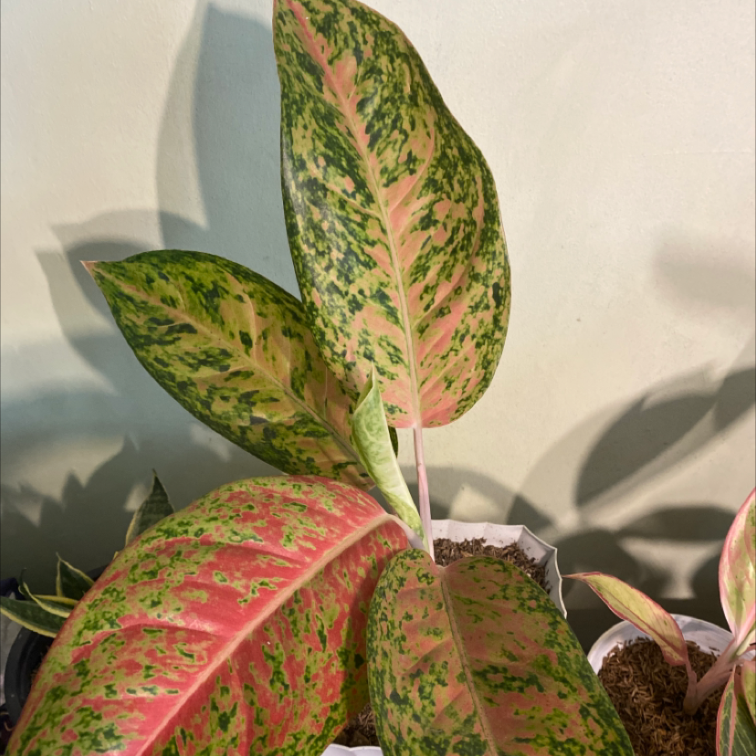 Photo of the plant species Big Roy by @iamgeorge named Roy on Greg, the plant care app