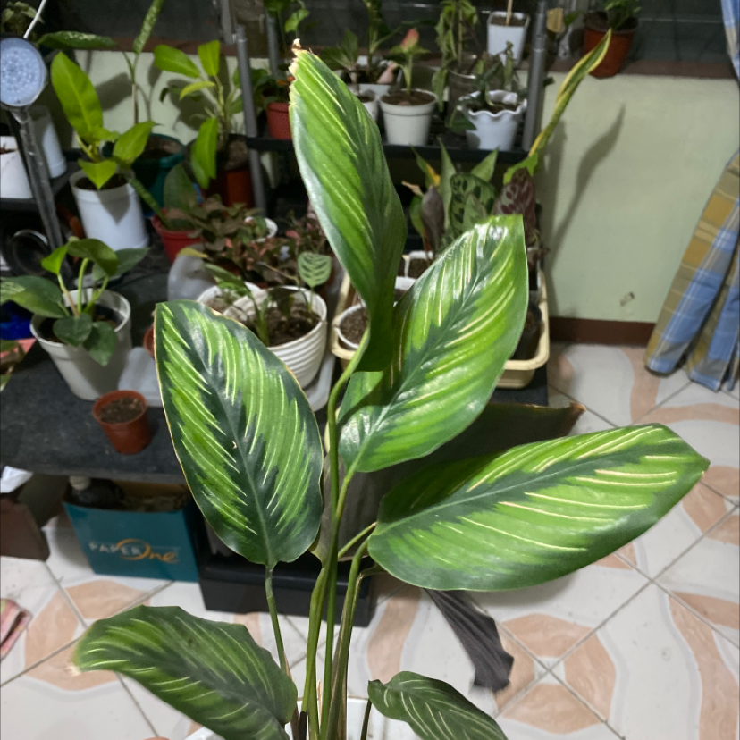 Calathea 'Beauty Star' plant with vibrant green leaves and light green stripes, surrounded by other plants.