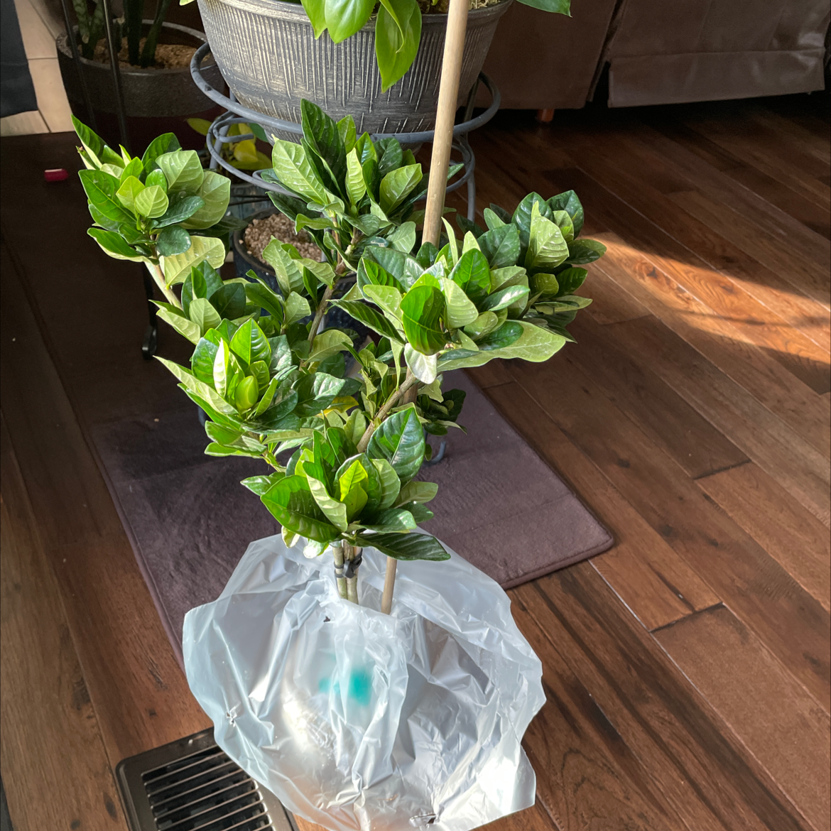 Cape Jasmine plant with healthy green leaves indoors.