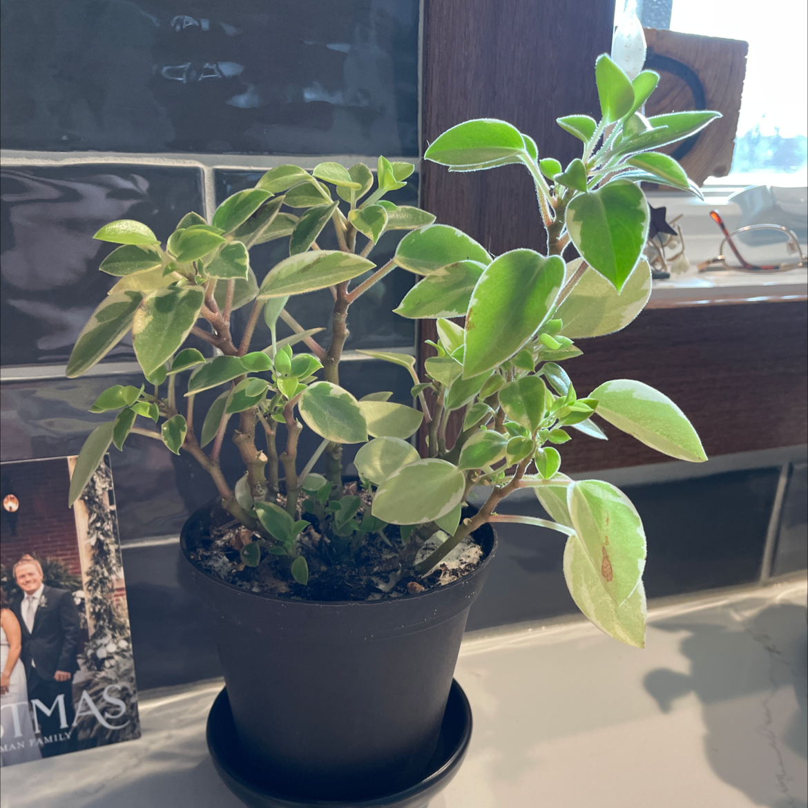 Teardrop Peperomia plant in a black pot with green variegated leaves, placed on a tiled surface.