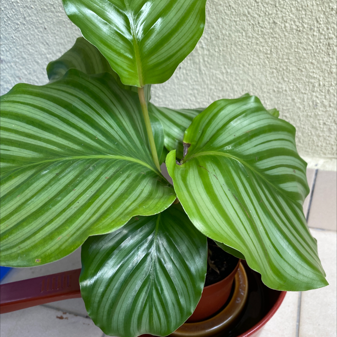 Calathea Orbifolia plant with large, green, striped leaves in a pot.