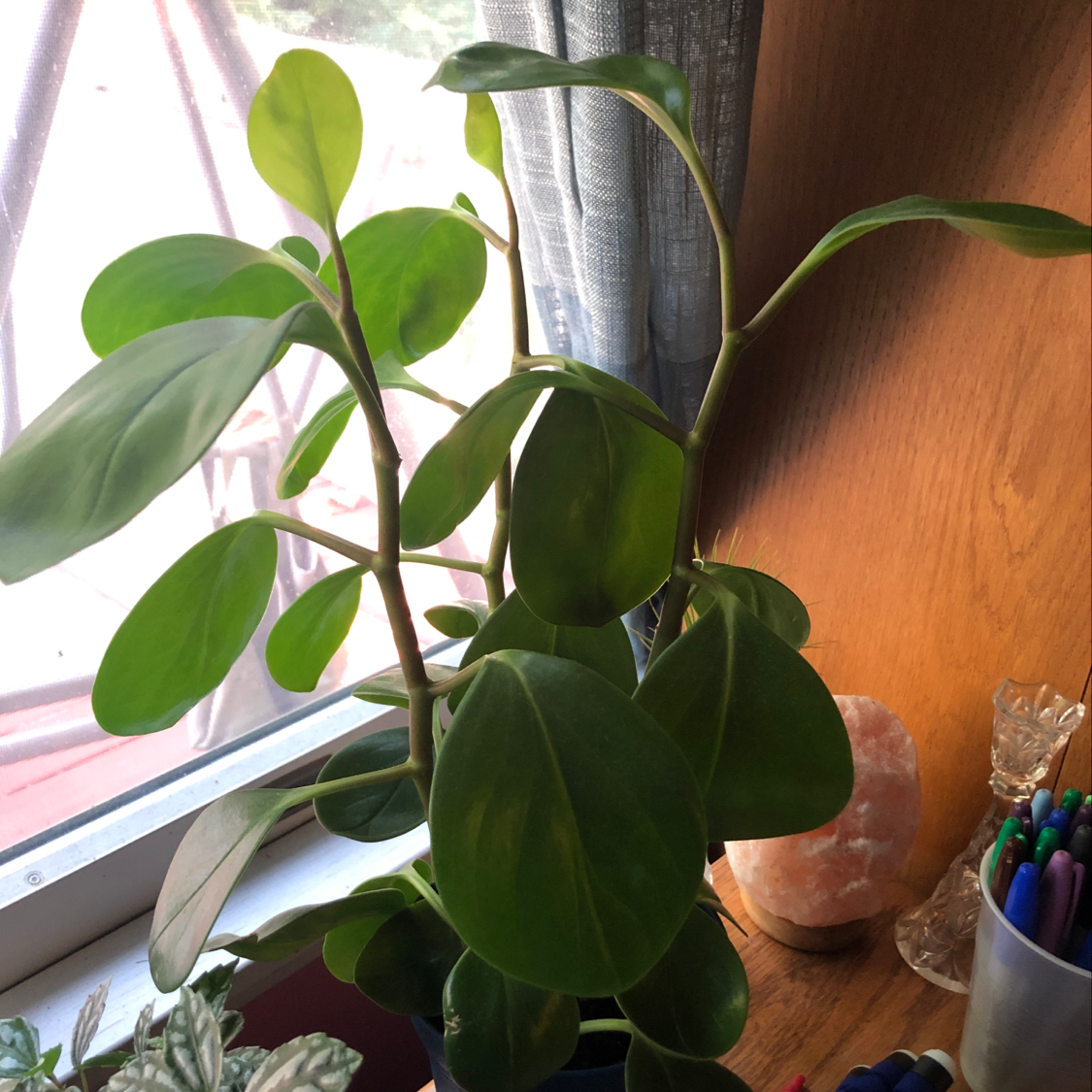 Healthy Baby Rubber Plant with glossy green leaves on a bright windowsill next to a small figurine.