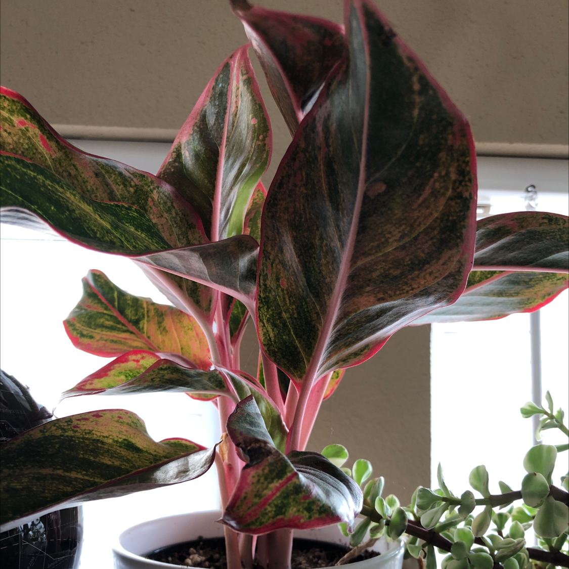 Healthy Rose Calathea plant with pink and green variegated leaves in a white ceramic pot, near a window.