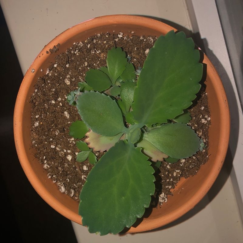 Photo of the plant species Lilliput Zinnia by Sarah named Ethel on Greg, the plant care app