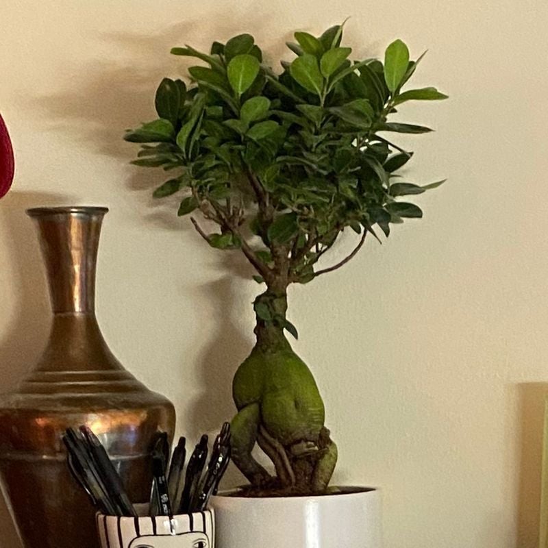 🌞 Is My Ficus Ginseng Getting Too Much Direct Sunlight?