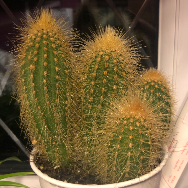 Photo of the plant species Bergerocactus Emoryi by @miawhite03x named Ulysses S Plant on Greg, the plant care app