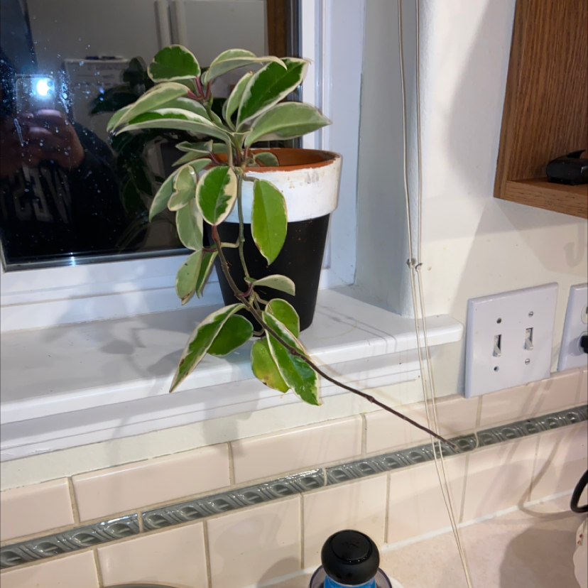 Waxplant plant photo by @jxsbi named Este on Greg, the plant care app.