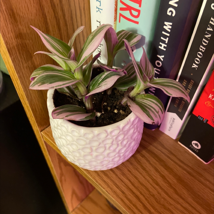 Photo of the plant species Tradescantia Nanouk by @jxsbi named Luna on Greg, the plant care app