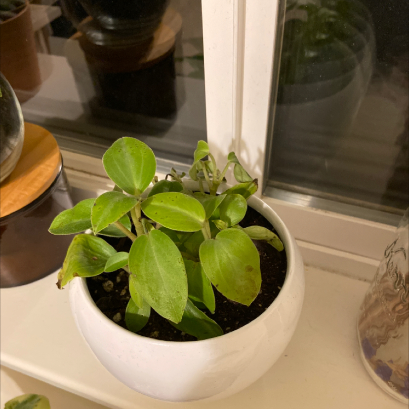 Teardrop Peperomia plant in a white pot on a windowsill with visible soil.