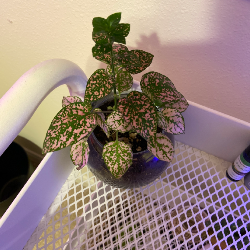 Polka Dot Plant plant photo by @jxsbi named Dorothea on Greg, the plant care app.