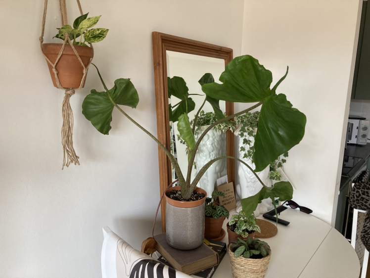 Photo of the plant species Stingray Elephant Ear by Emily named Stingray on Greg, the plant care app
