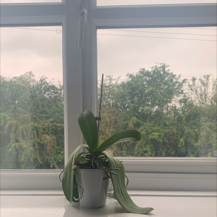 Photo of the plant species White Apple Moth Orchid by @hannah03 named Michelle Branch on Greg, the plant care app